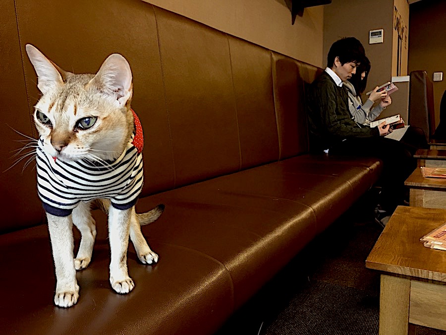 gatto al cat cafè calico a tokyo