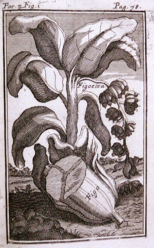 illustrazione figoeira l'albero del mango