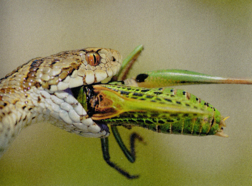 vipera-mangia-insetto