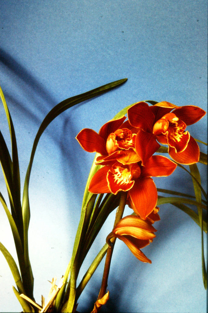 cymbydium orchidea