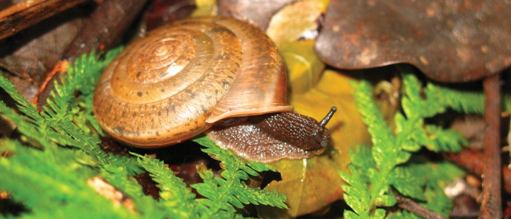 Aegista diversifamilia lumaca