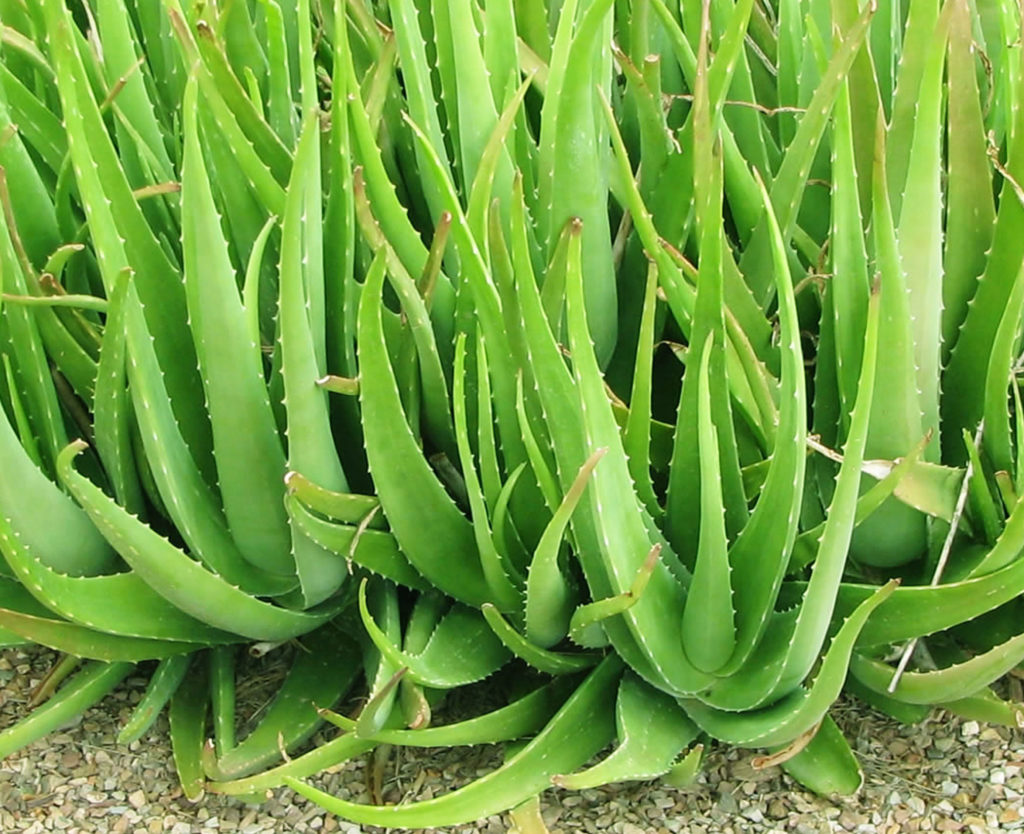 Aloe vera