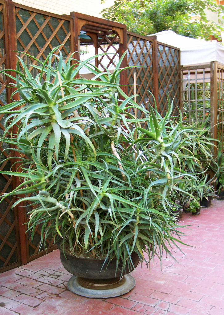 Aloe arborescens