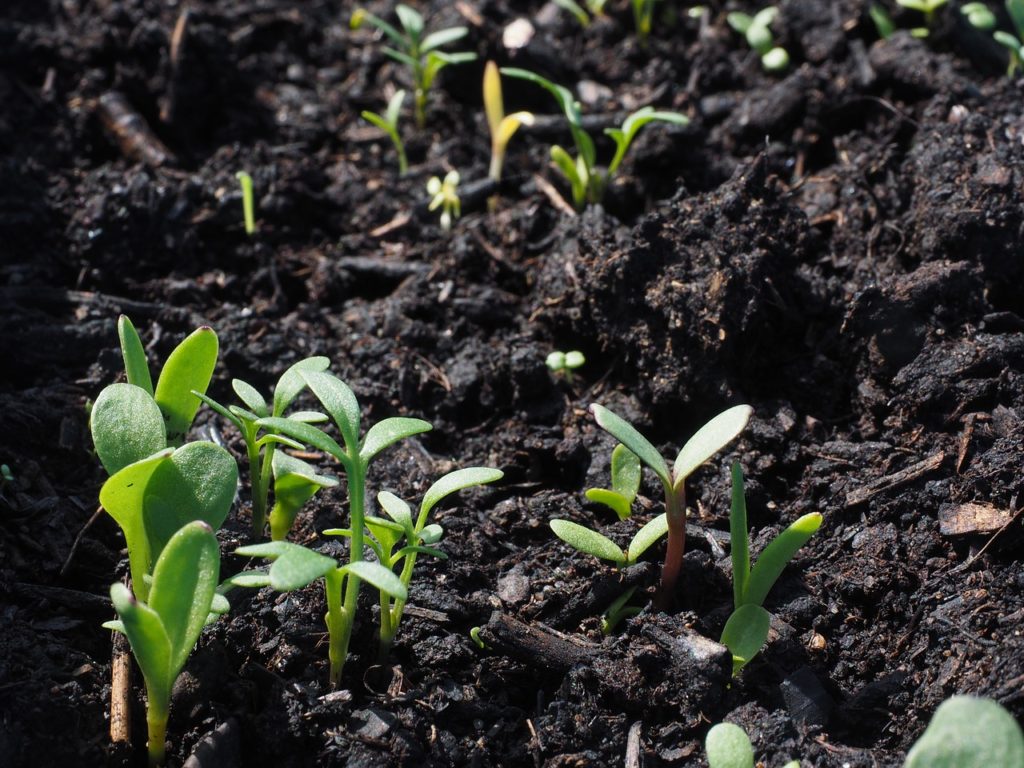 compost terriccio