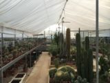 Orto Botanico , La Cutura