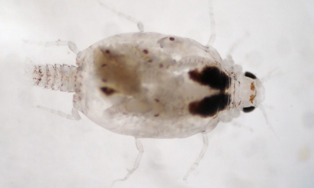 crostaceo nuova specie