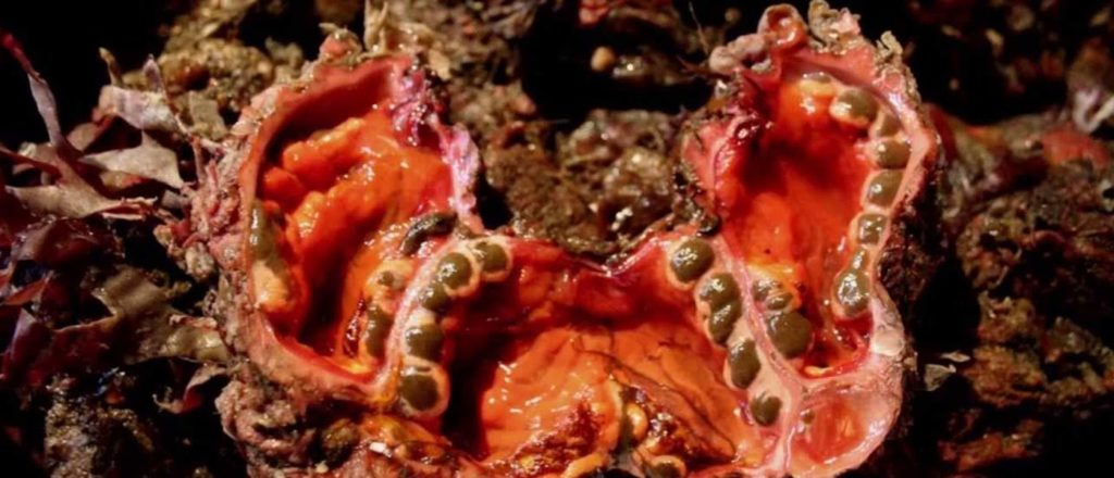 Pyura chilensis vanadio