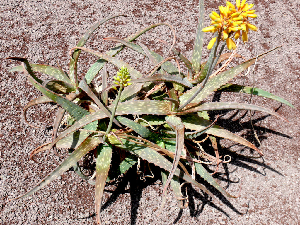 Aloe foto di Luciano Zambianchi