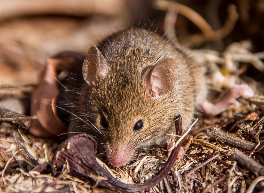 antechinus
