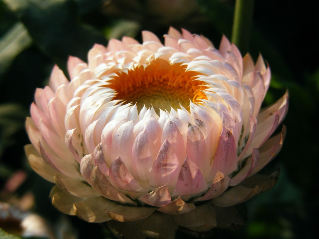 fiori, fioritura