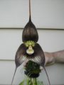 orchidea dracula