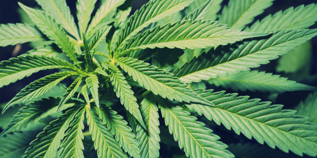 marijuana