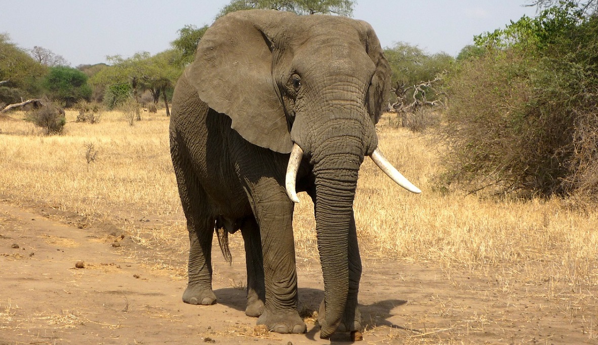 elefanti in riserva
