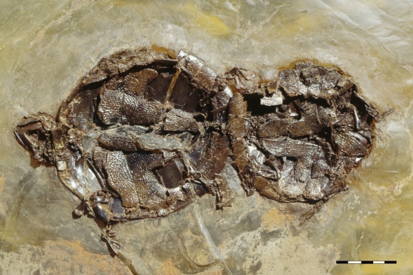 tartarughe fossili