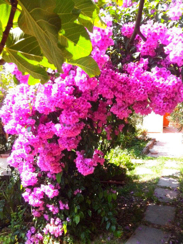 pianta di bugainvillea rosa