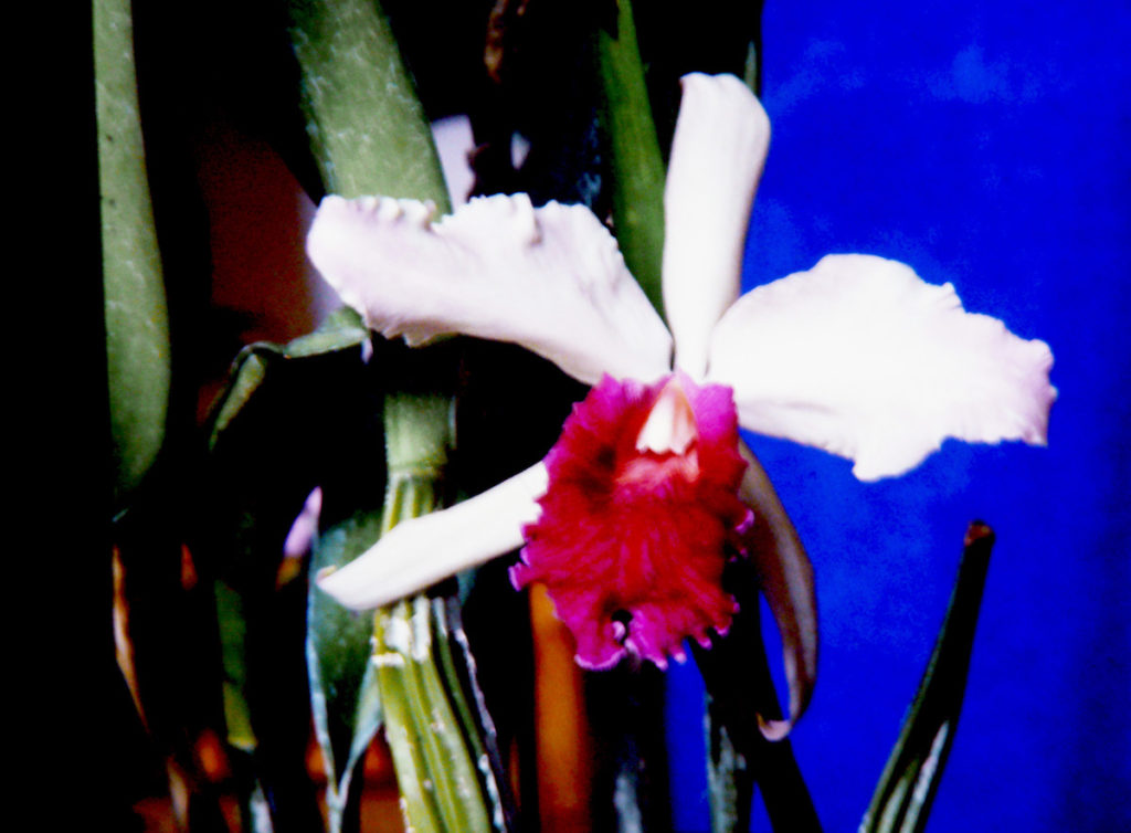 CATTLEIA orchidea
