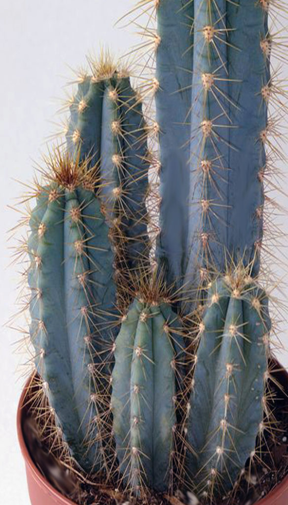 CEREUS pianta grassa