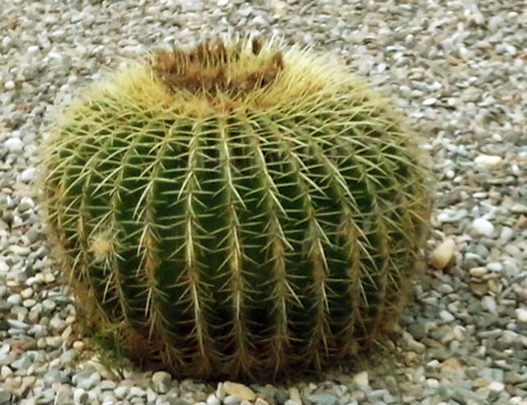 Echinocactus pianta grassa cuscino della suocera