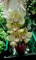 vaso con orchidea del genere Cymbidium