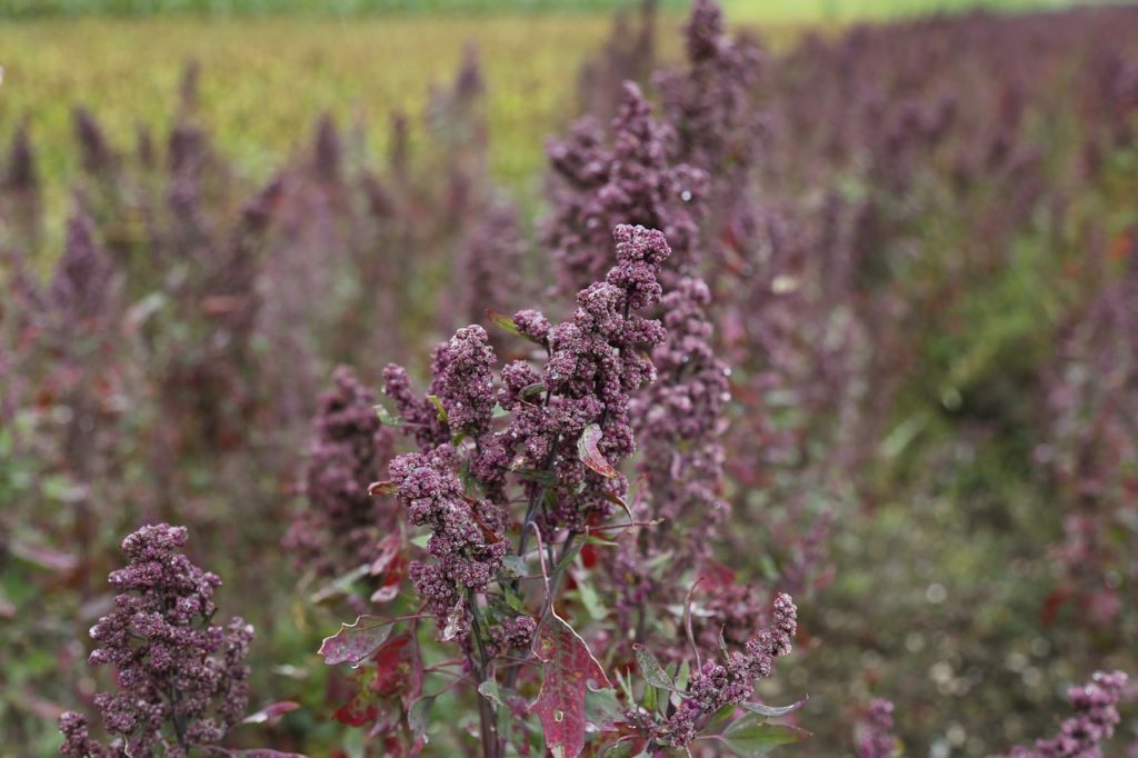 pianta di quinoa viola