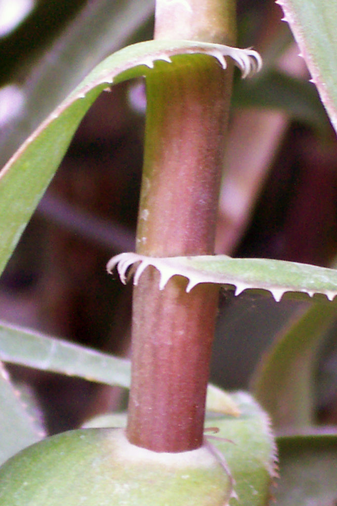 Aloe ciliaris