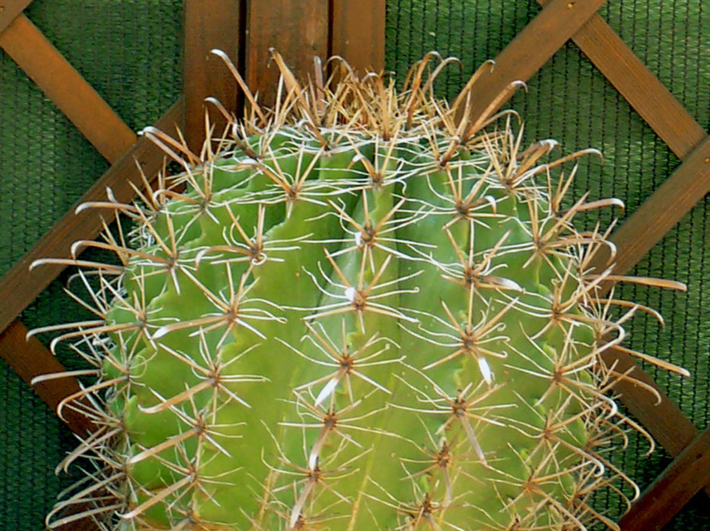 ferocactus cactus