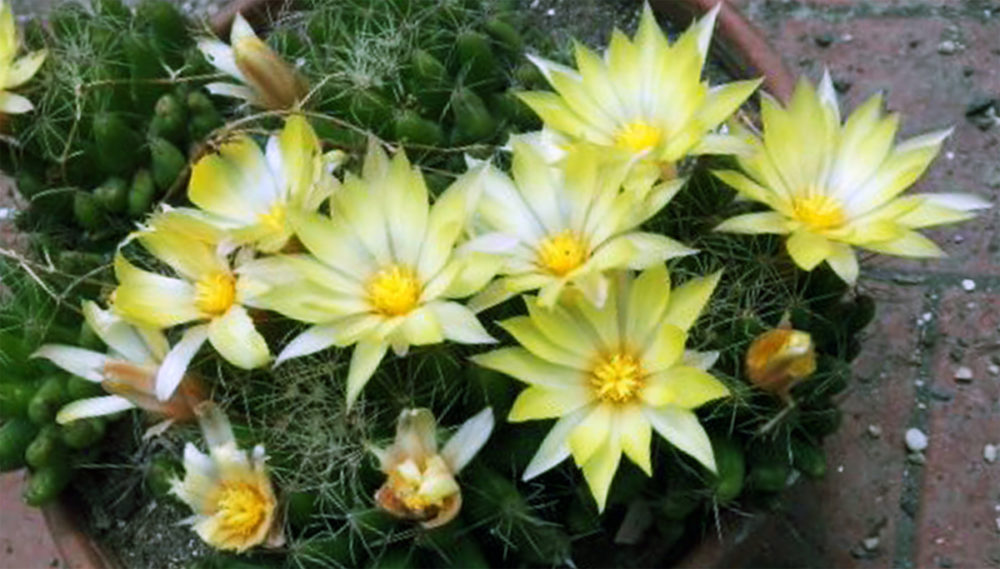 Pianta Grassa Con Fiori Gialli A Grappolo - Piante da vaso: Guzmania, Guzmania cardinalis ...