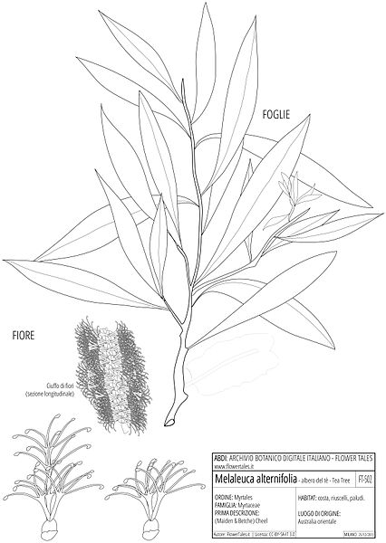 tea tree illustrazione, melaleuca