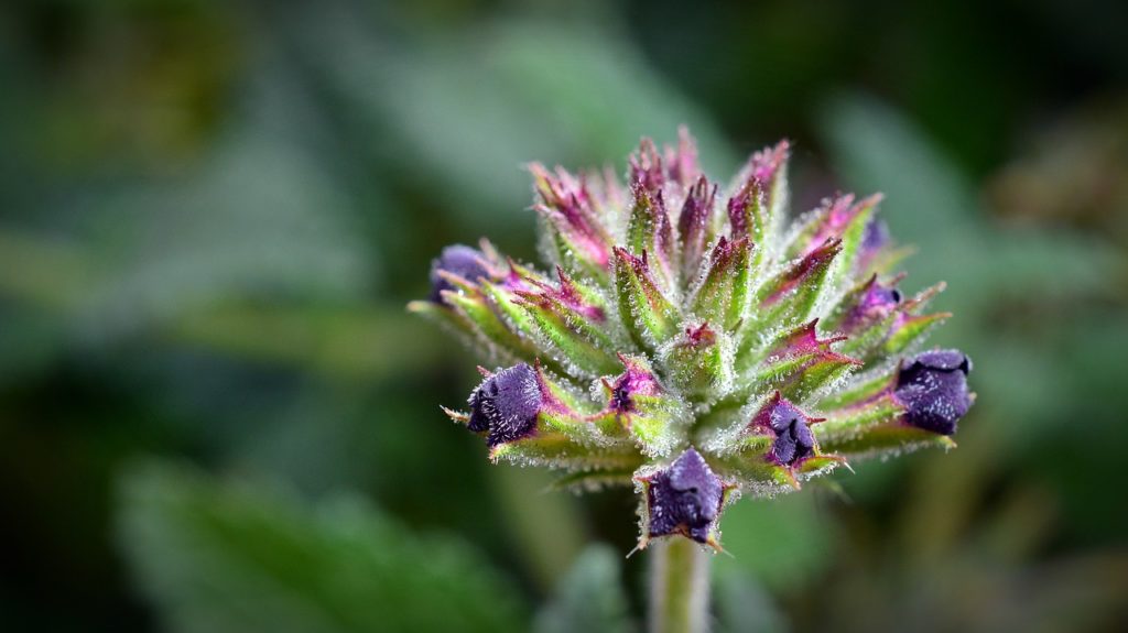 verbena perpreparare l'acqua di san giovanni