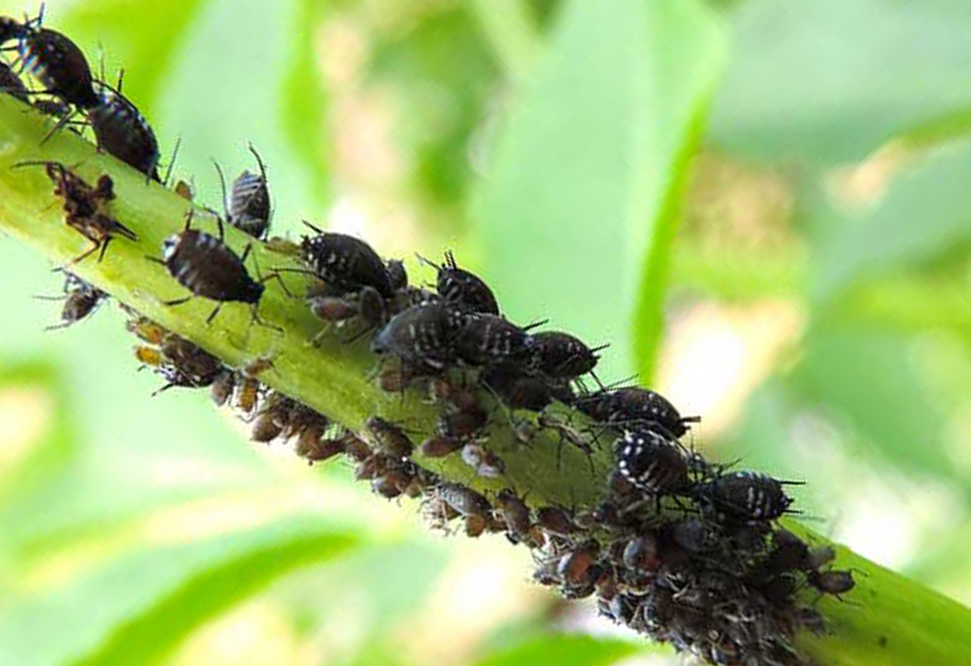 Gli Afidi I Rimedi Naturali Per Eliminarli Dalle Piante