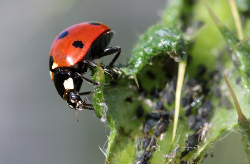 coccinella rossa e afidi