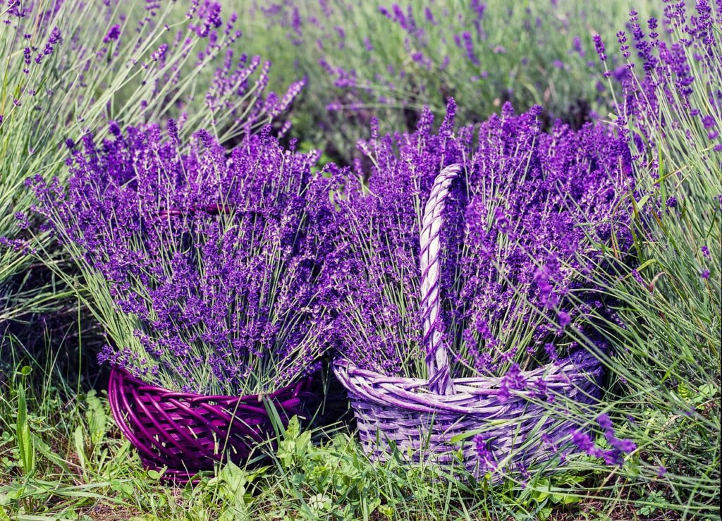 mazzi di lavanda