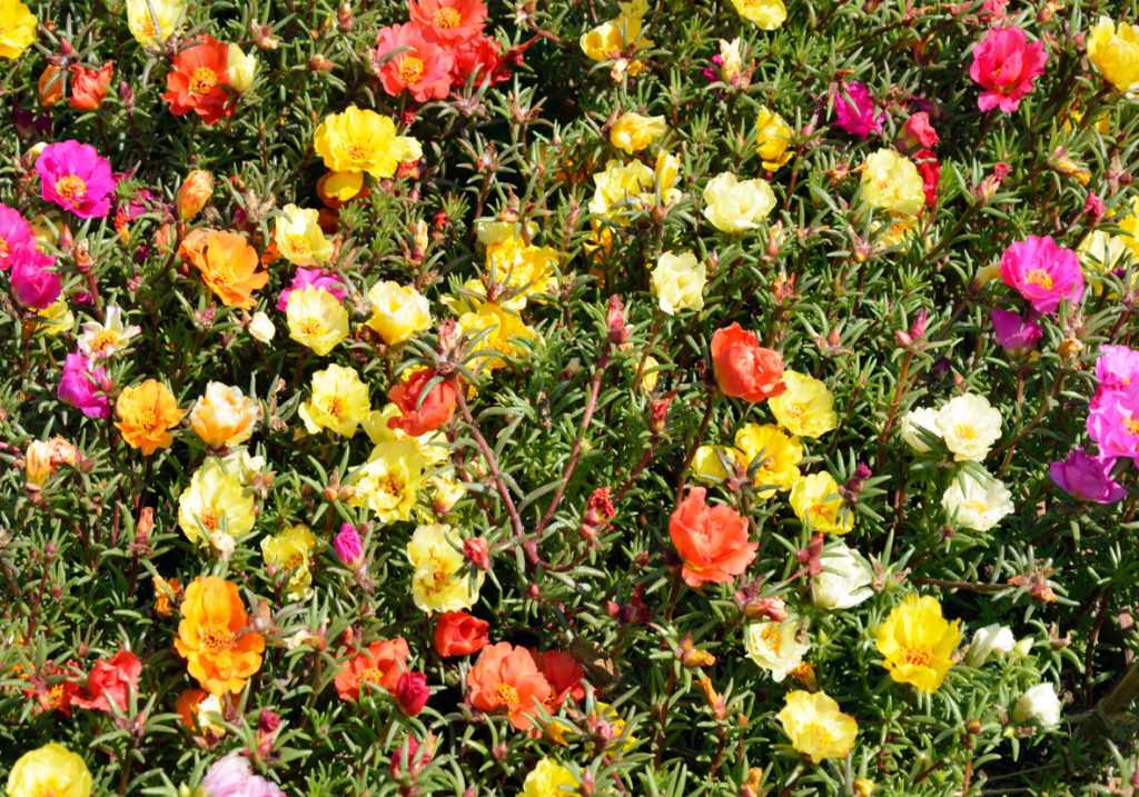 portulaca grandiflora