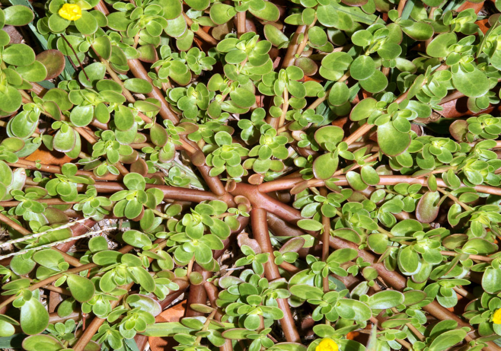 portulaca oleracea misticanza