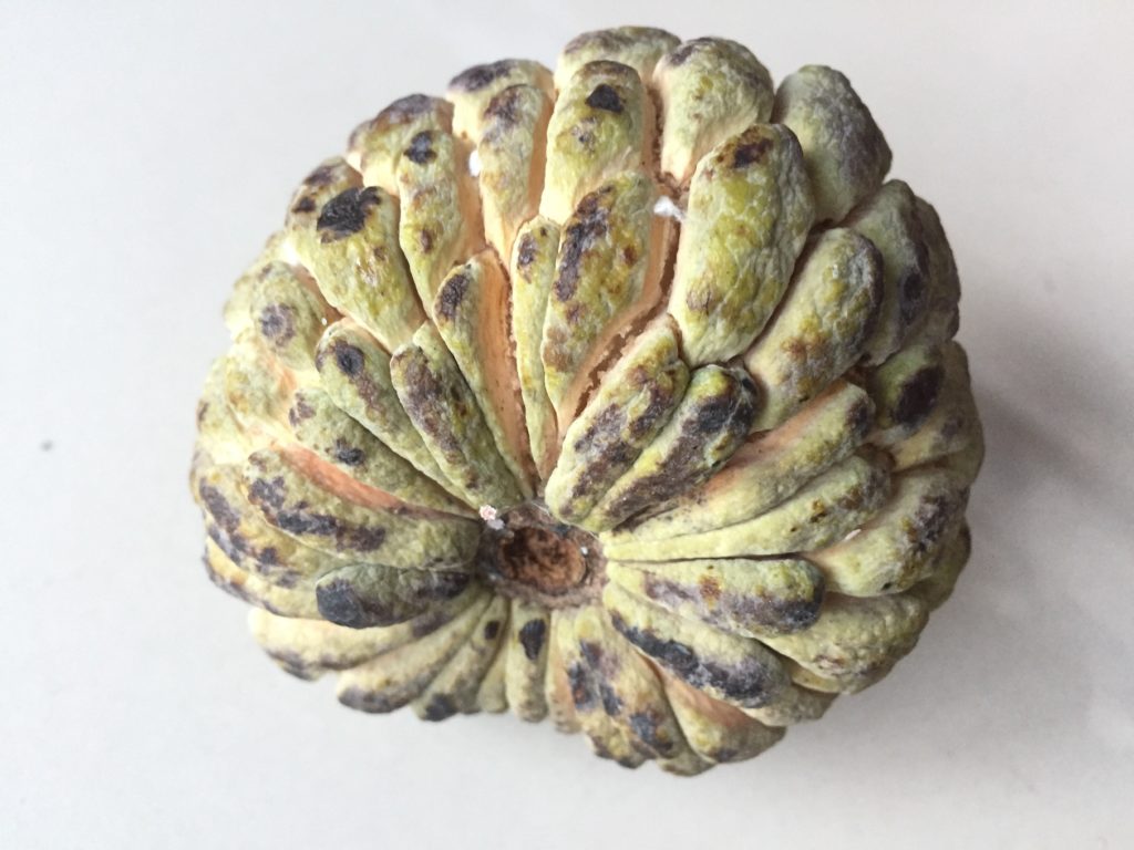 Annona squamosa