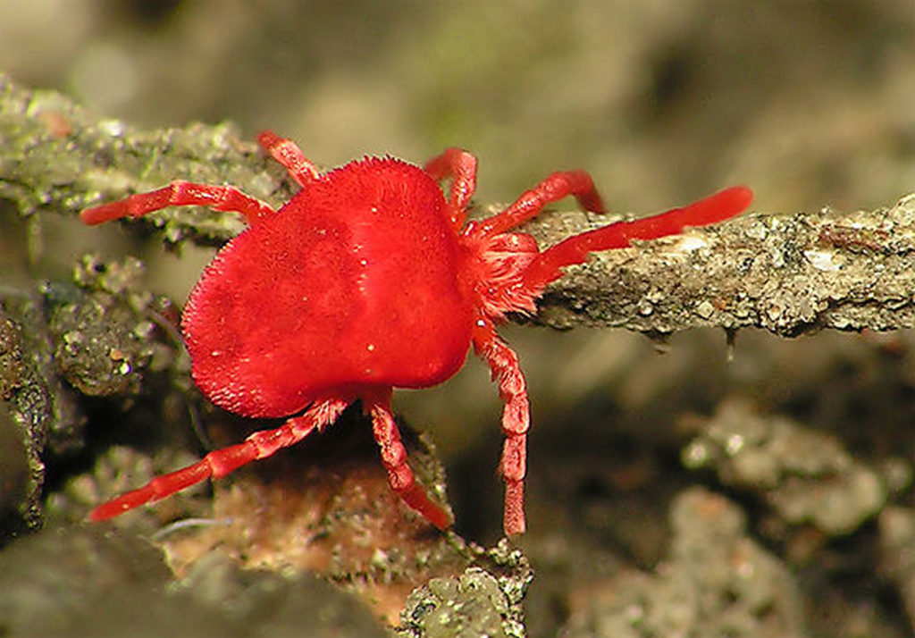 Trombidium holosericeum o ragnetto rosso