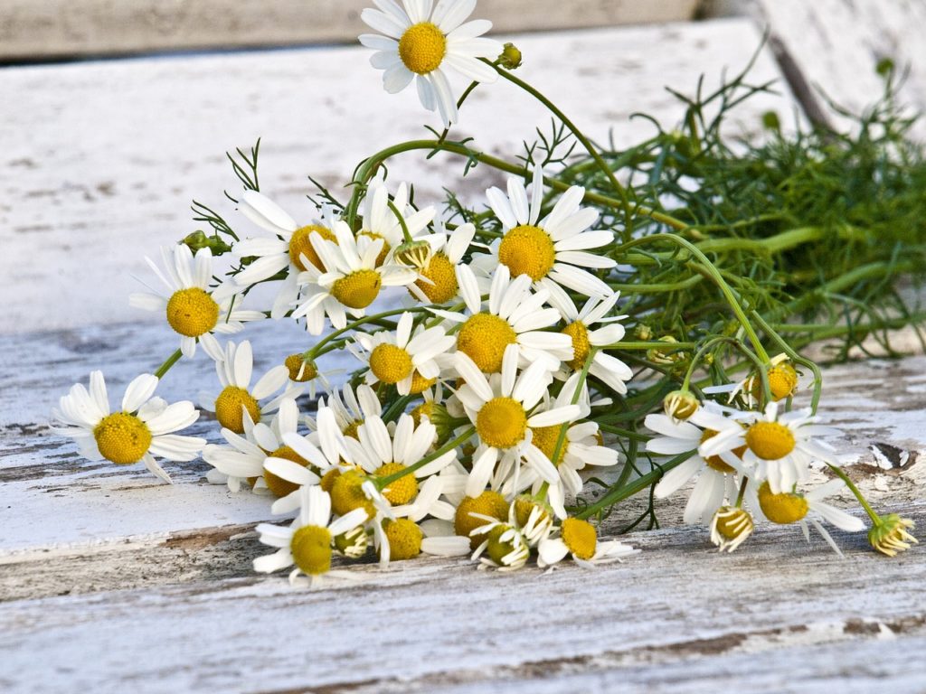 mazzo di fiori di camomilla