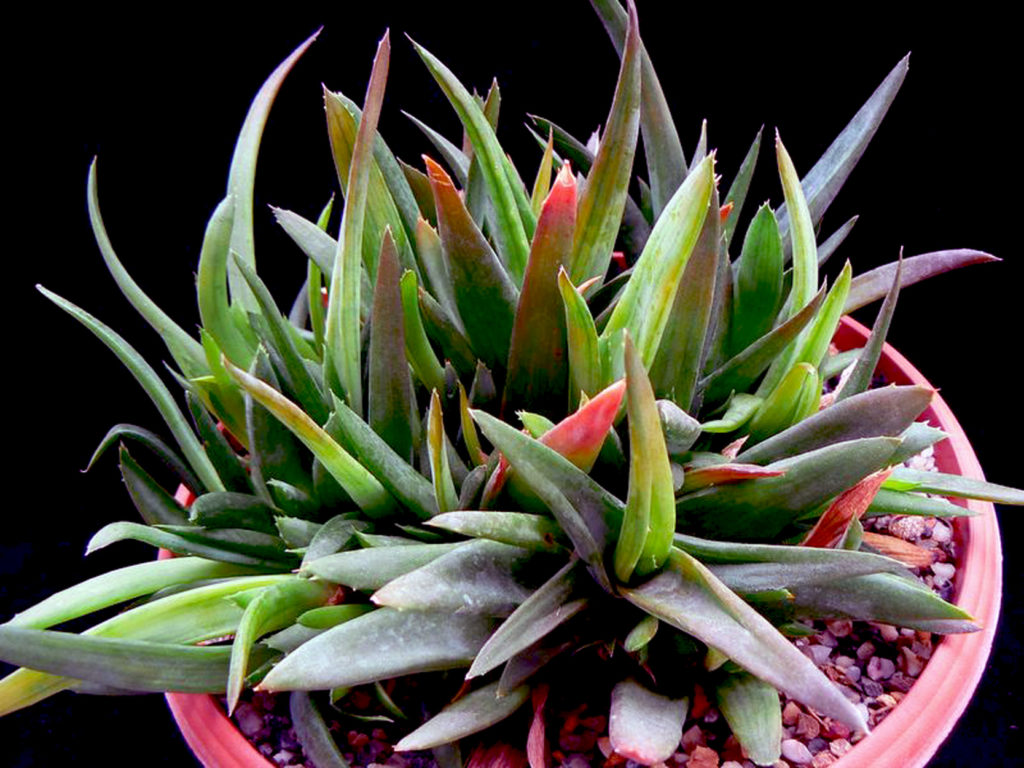 Aloe Black Gem Alhaworthia