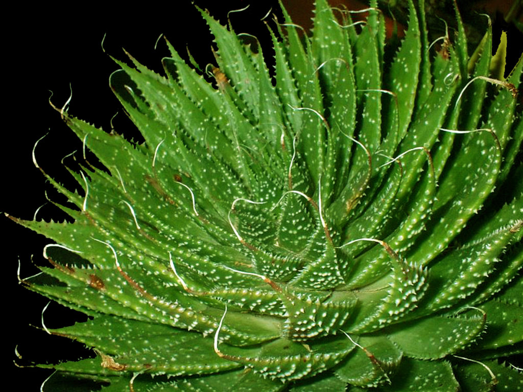 Aloe aristata