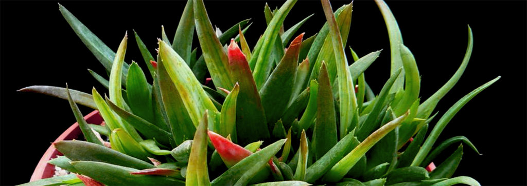 Black Gem Alhaworthia