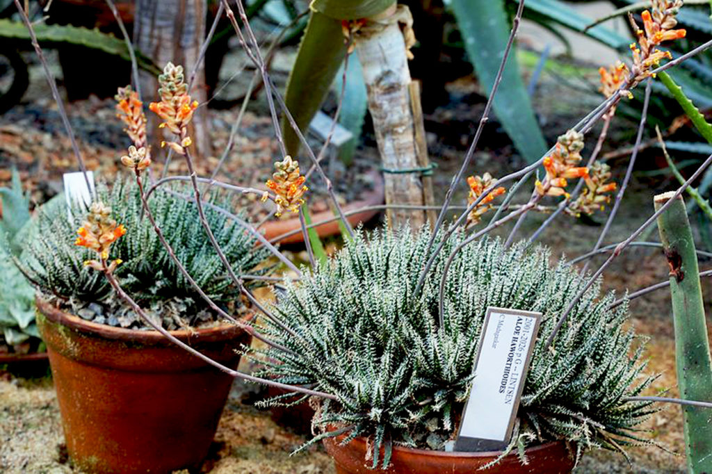 Aloe haworthioides