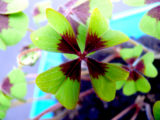 oxalis deppei quadrifoglio portafortuna