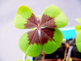 oxalis-deppei particolare