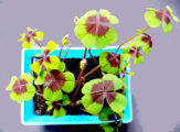 oxalis deppei quadrifoglio