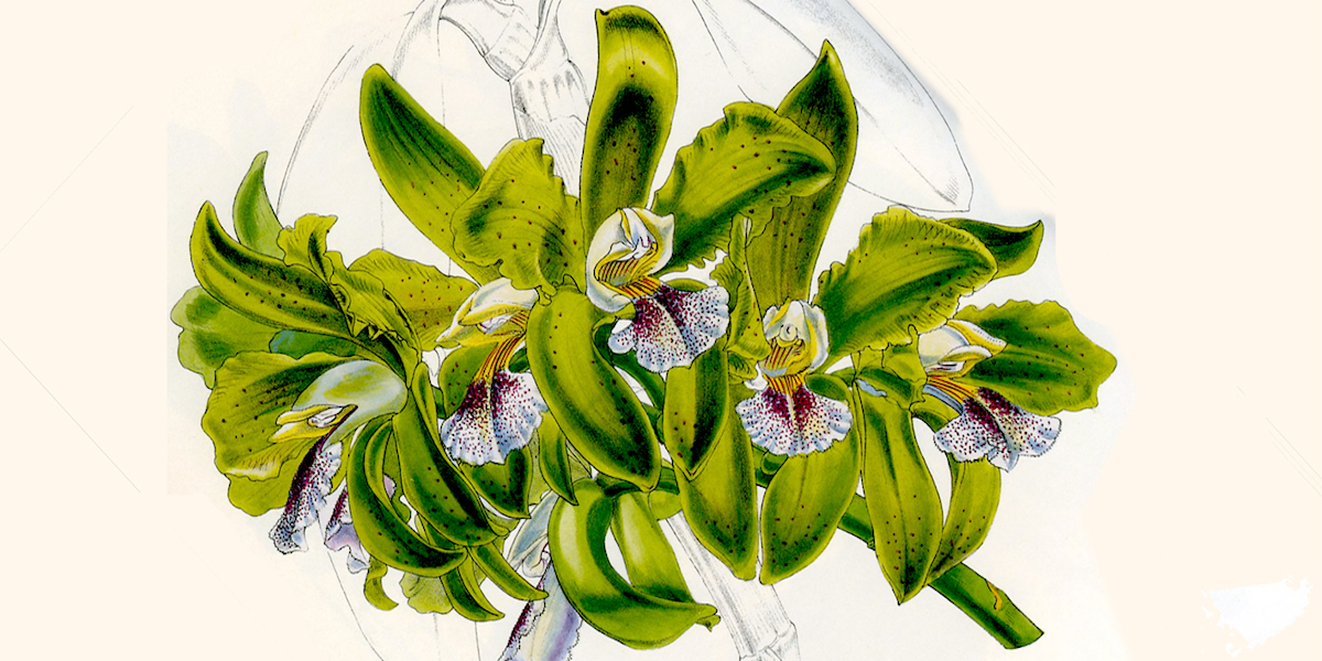 cactleya-granulosa illustrazione botanica