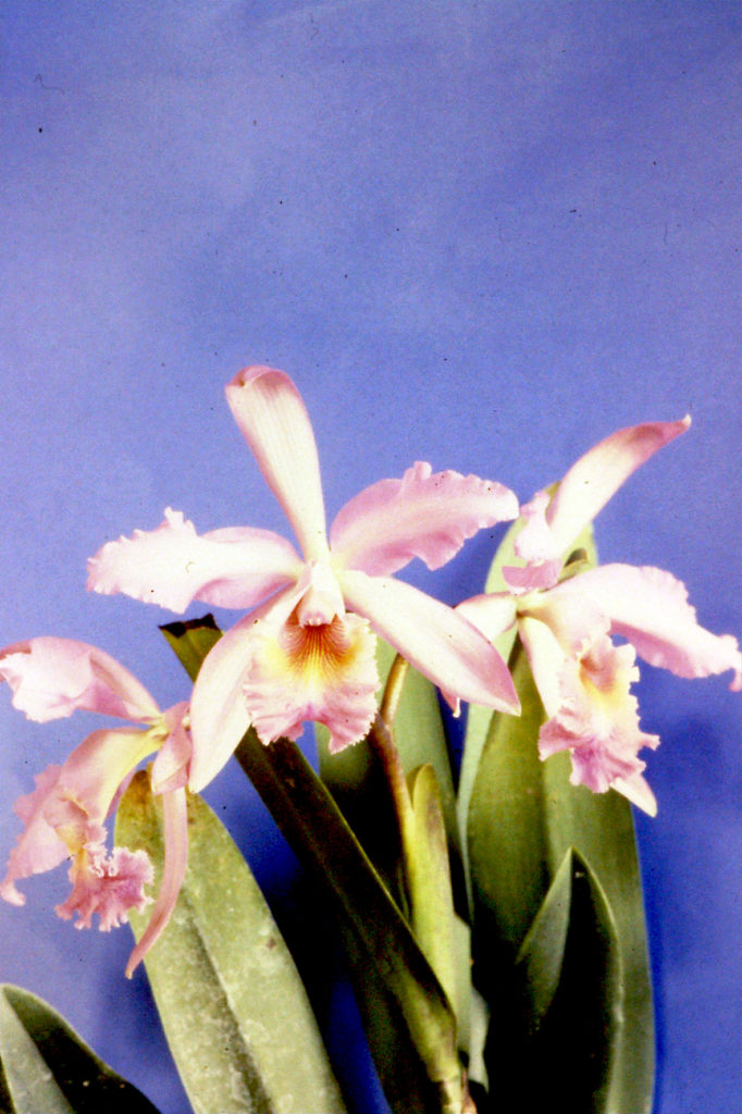 cattleya