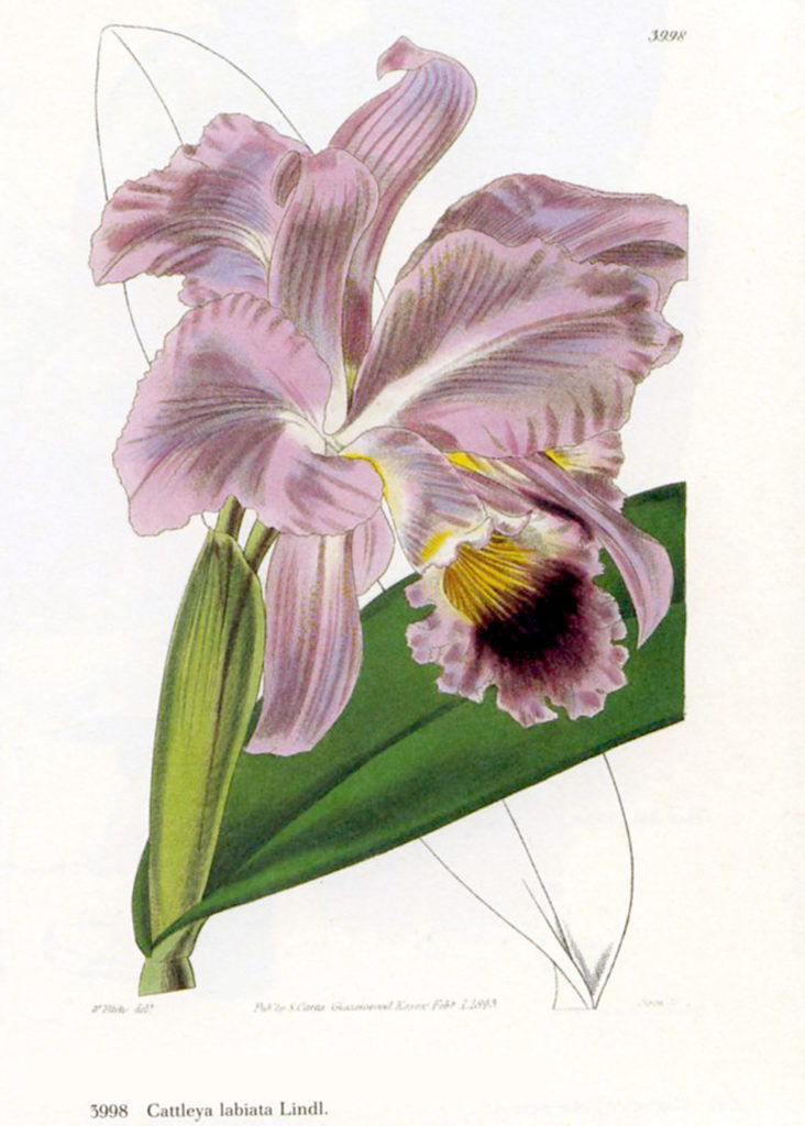 cattleya-labiata illustrazione Lindl