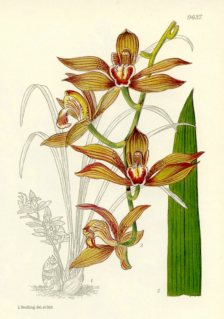 cymbidium-schroederi illustrazione Lindl