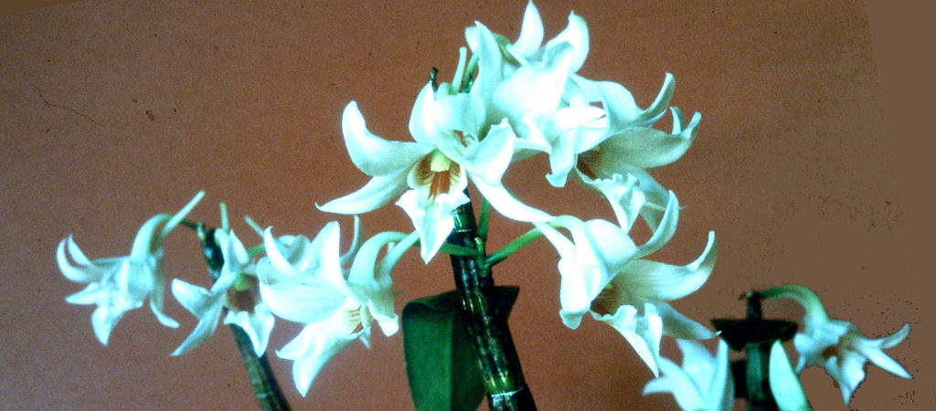 dendrobium orchidea