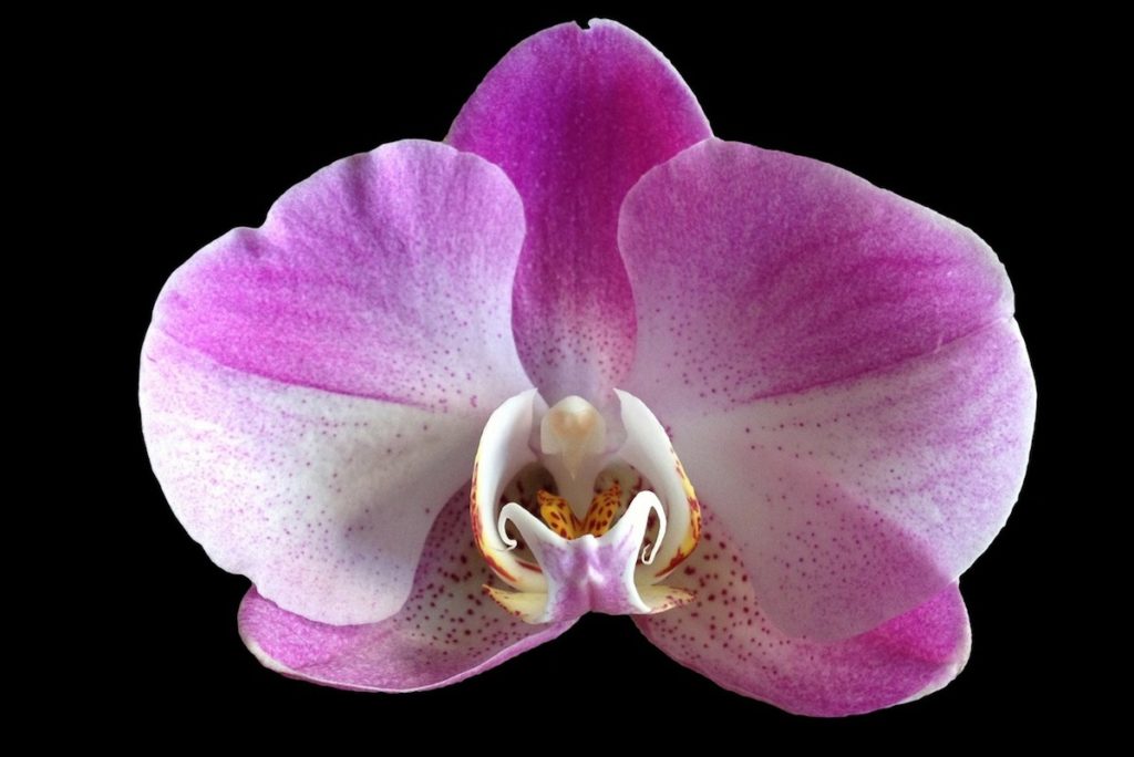 orchidea fiore rosa